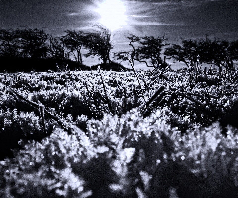 Утренний мороз обои