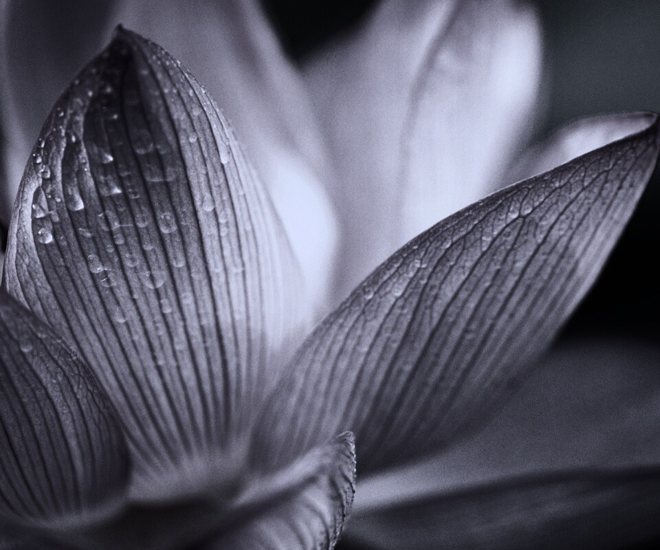 Лепестки цветов обои