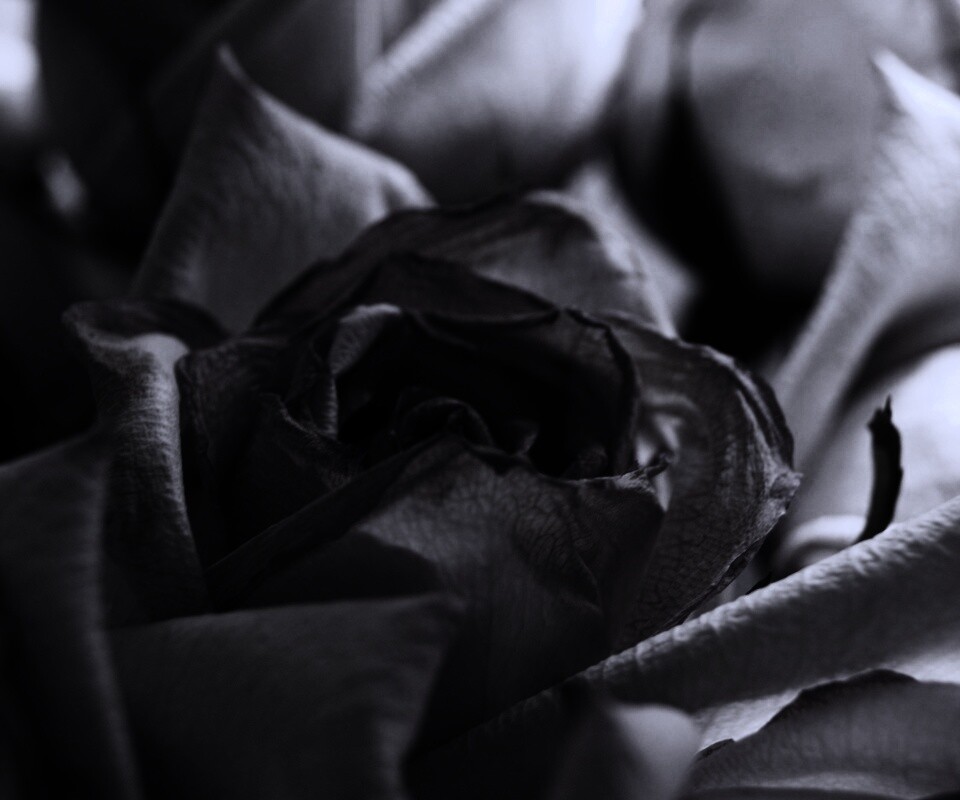 Увядающая роза обои