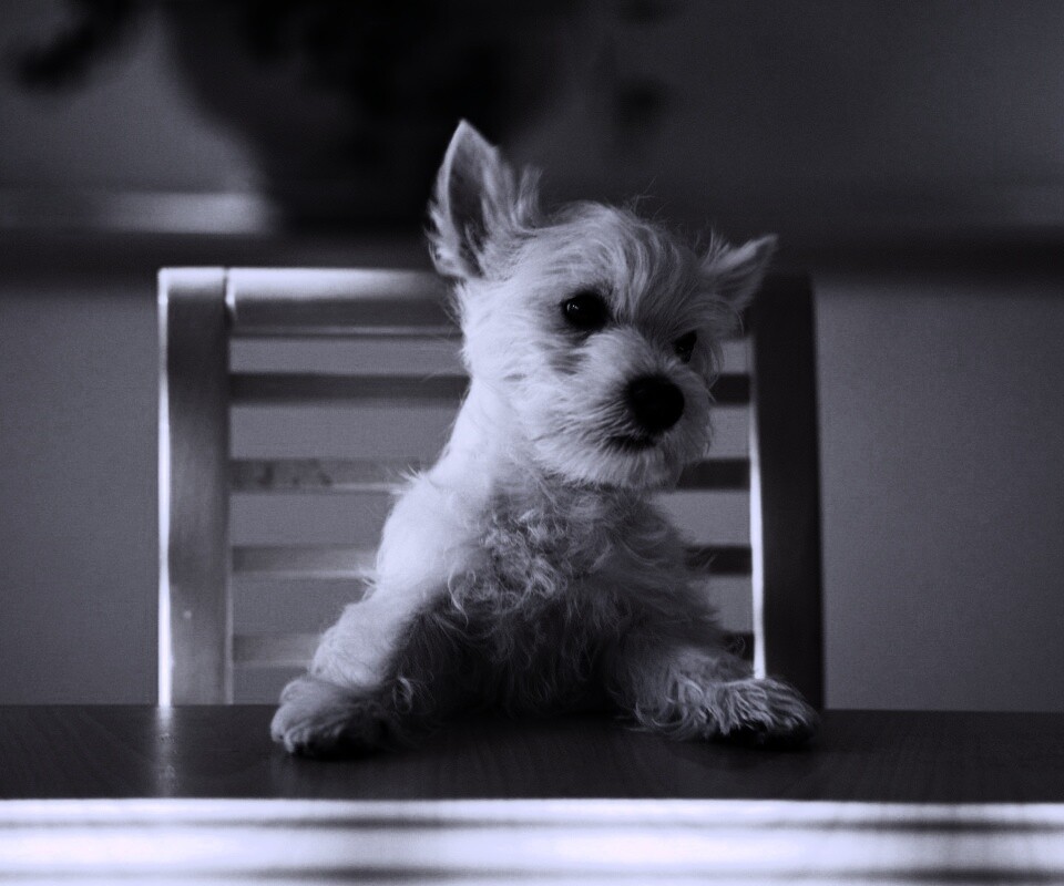 Щенок на стуле обои