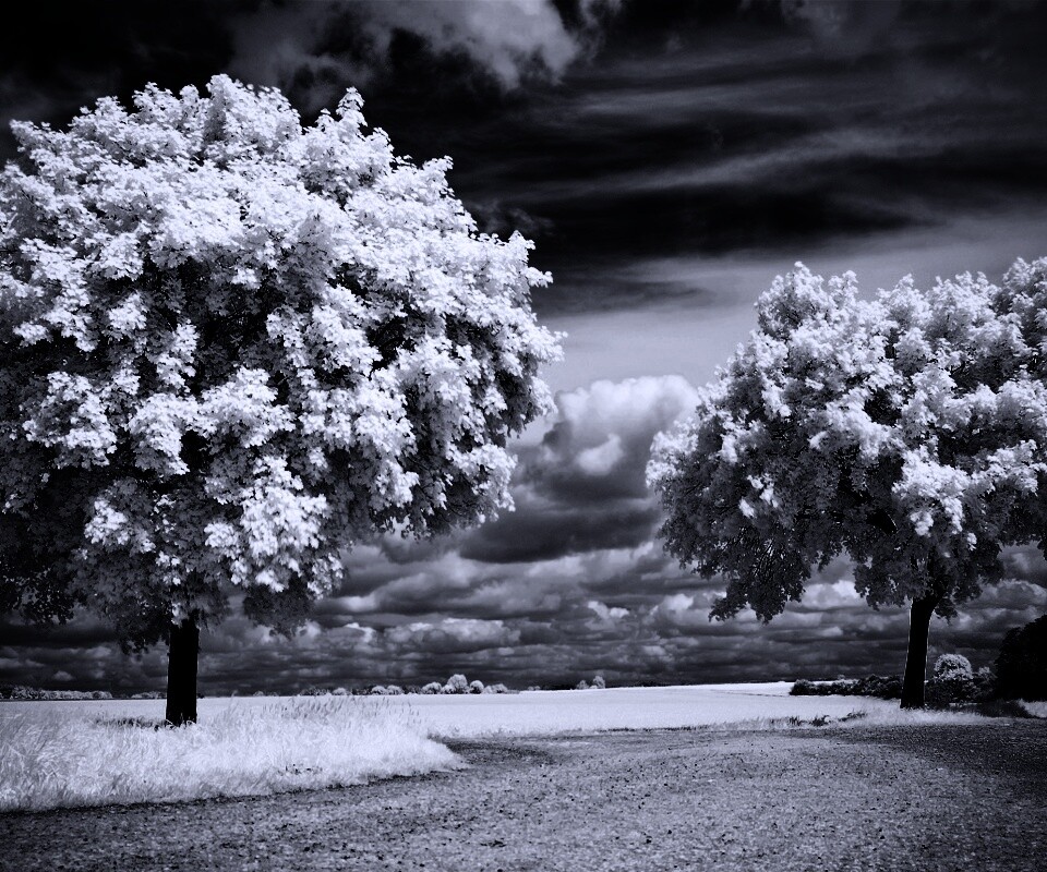 Деревья в цвету обои