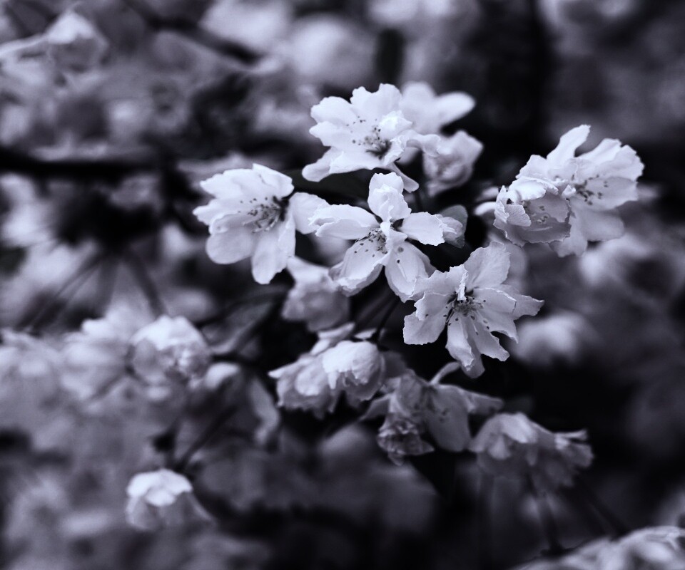 Весенние цветы обои