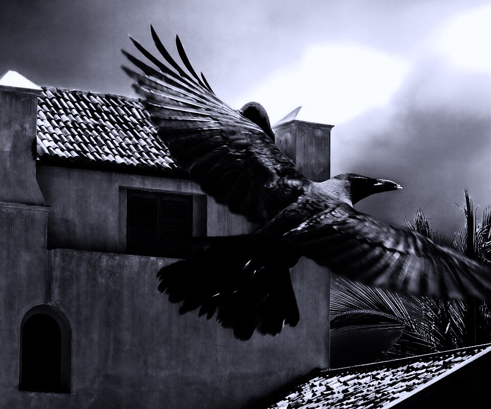 Полёт ворона обои