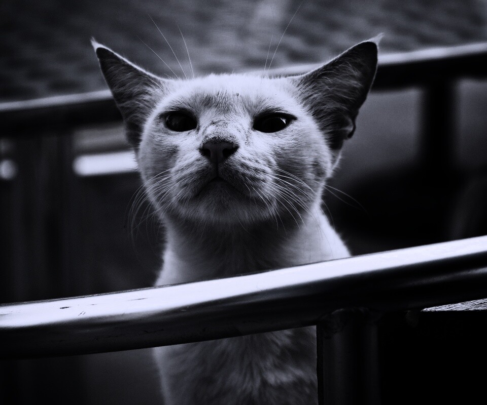 Настороженно принюхивающийся кот обои