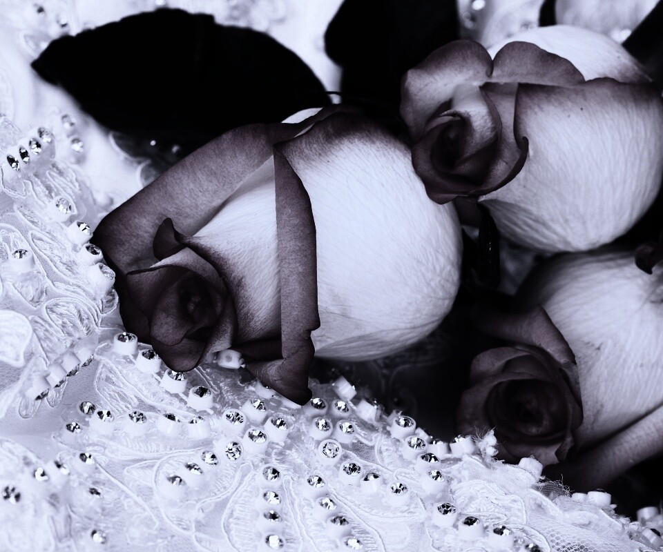 Бело-розовые розы обои