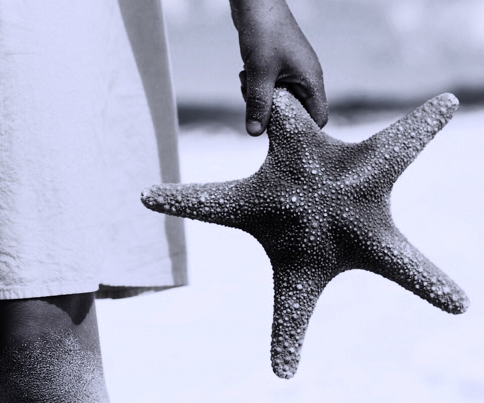 Морская звезда в руке обои