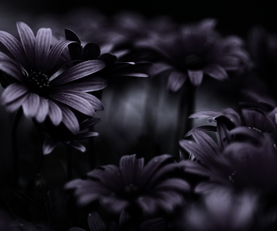 Яркие фиолетовые цветы обои