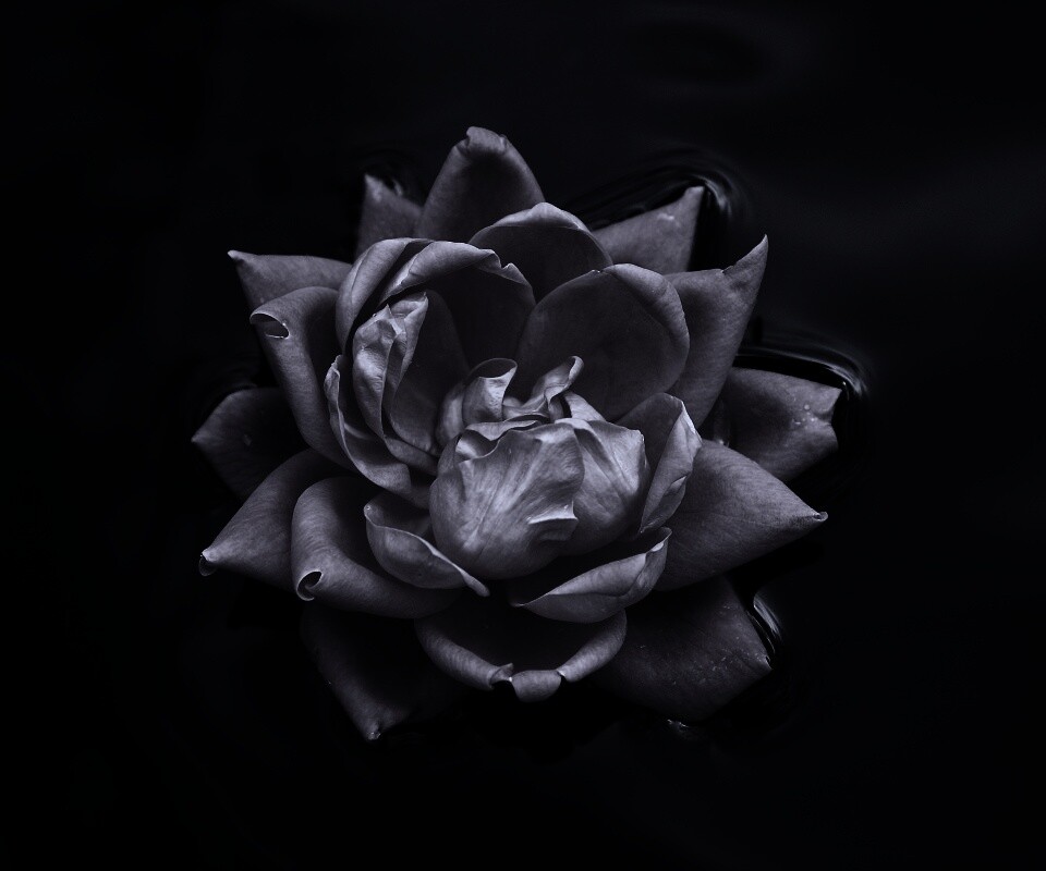 Красивый цветок на воде обои