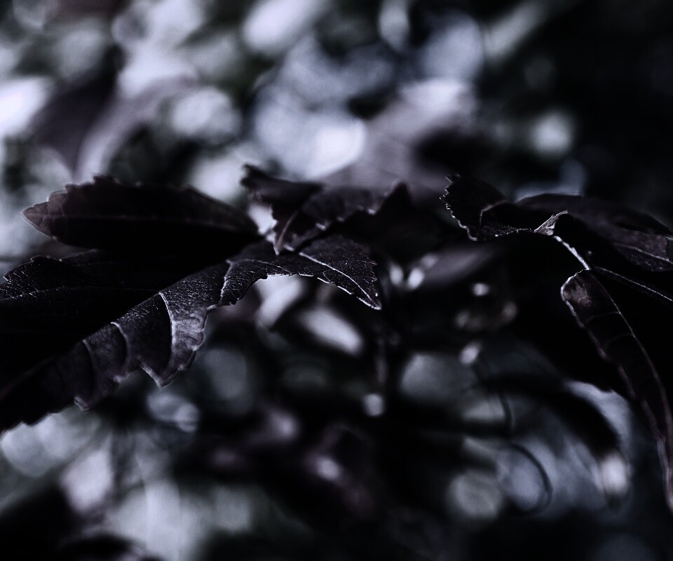 Красивые осенние листья в баговых цветах обои