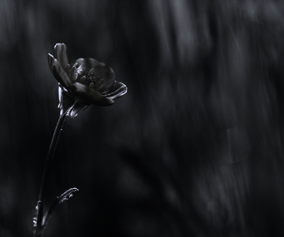 Маленький жёлтый цветочек обои