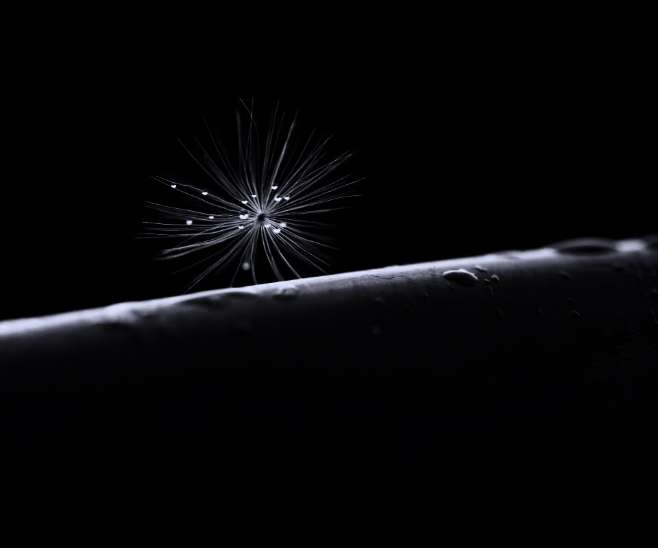 Прилипшая пушинка обои