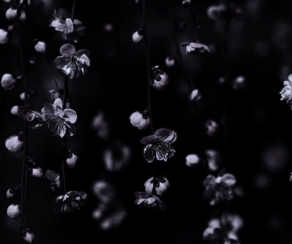 Веточки цветущего дерева обои