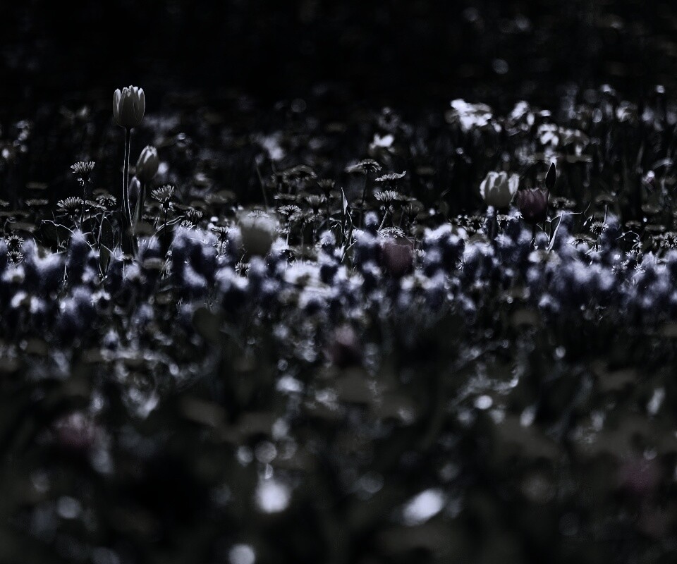 Все краски весны обои