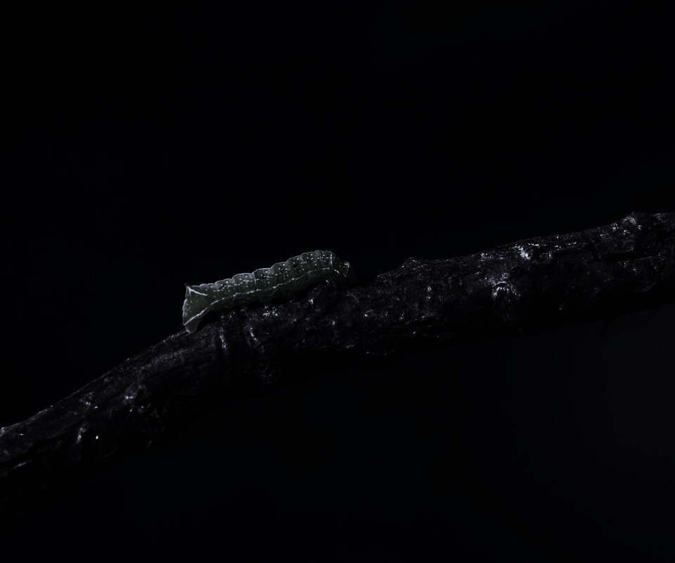 Гусеница на ветке обои