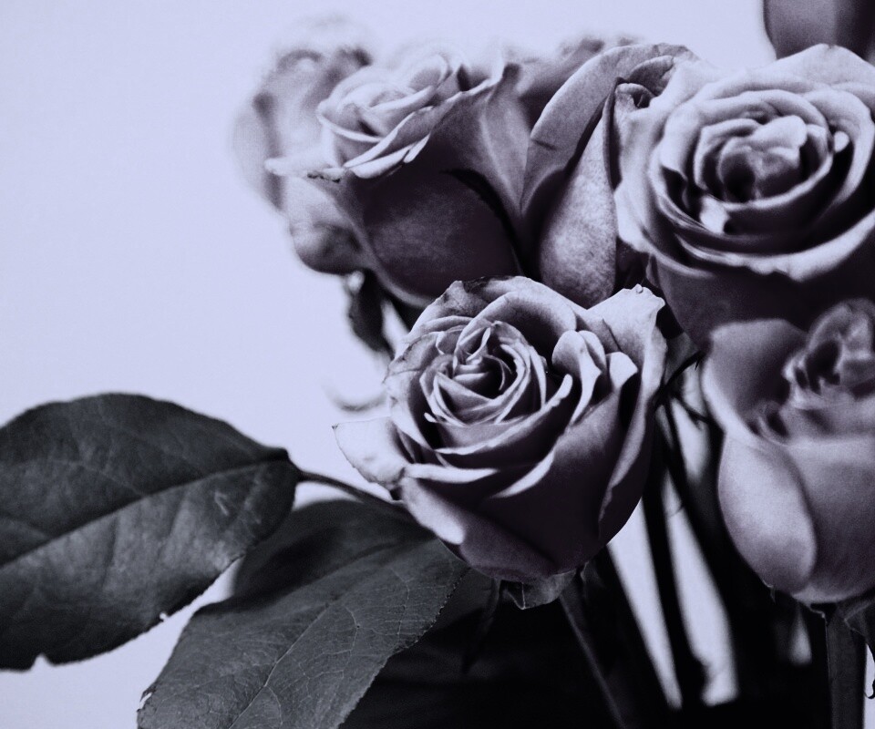 Букет розовых роз обои