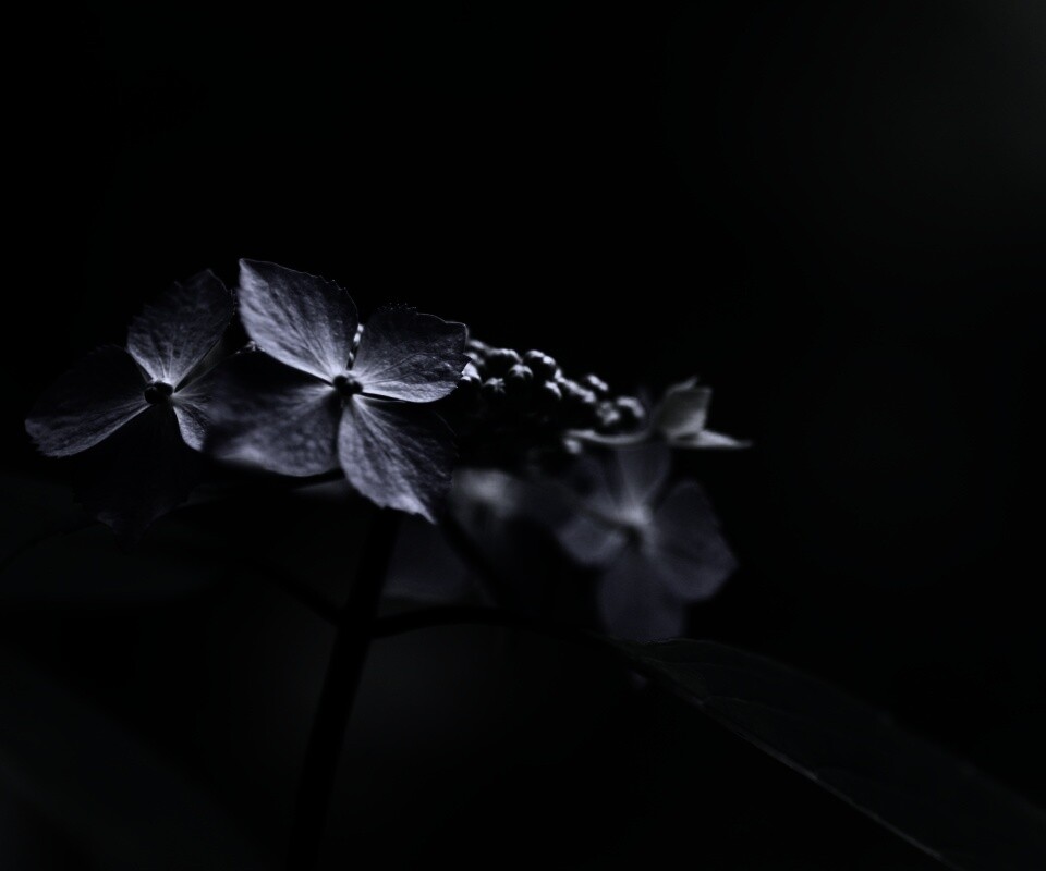 Нежно-синие цветы обои