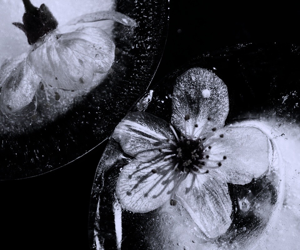 Цветы вишни во льду обои