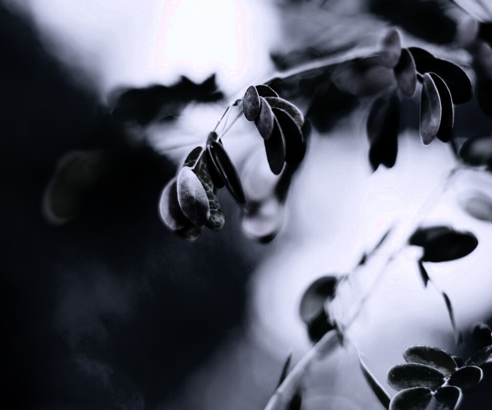 Фиолетовые листья обои