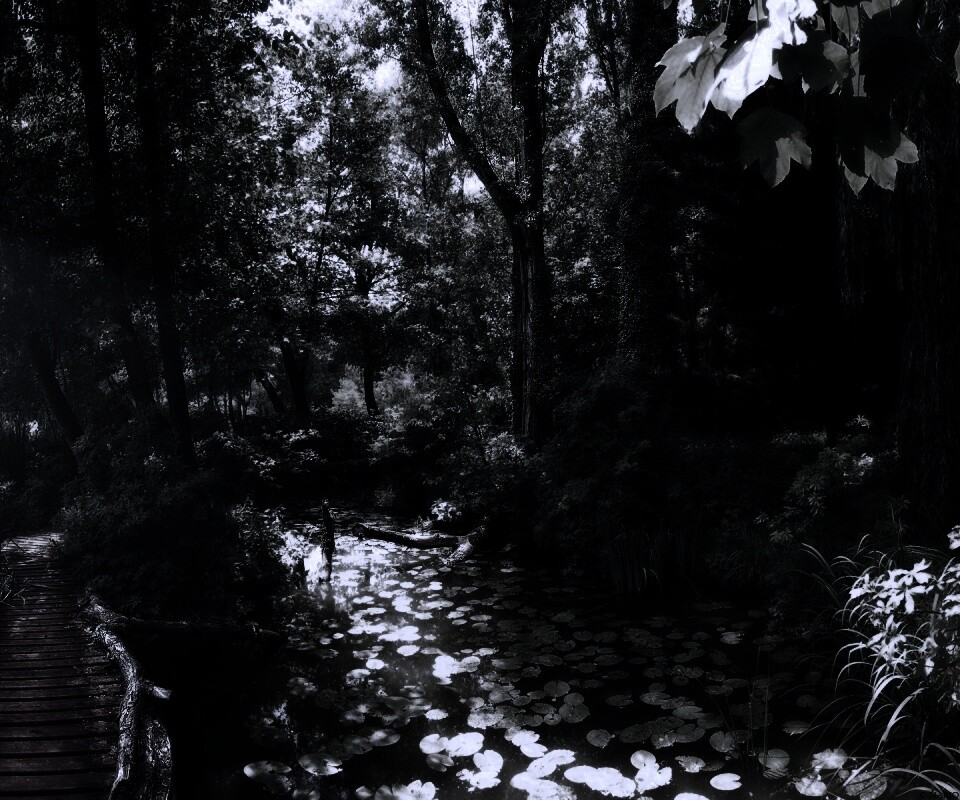 Пруд в лесу обои