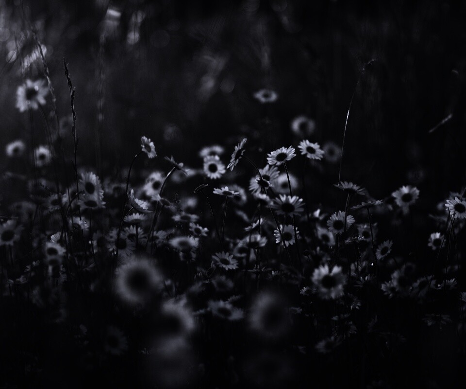 Поле ромашек обои