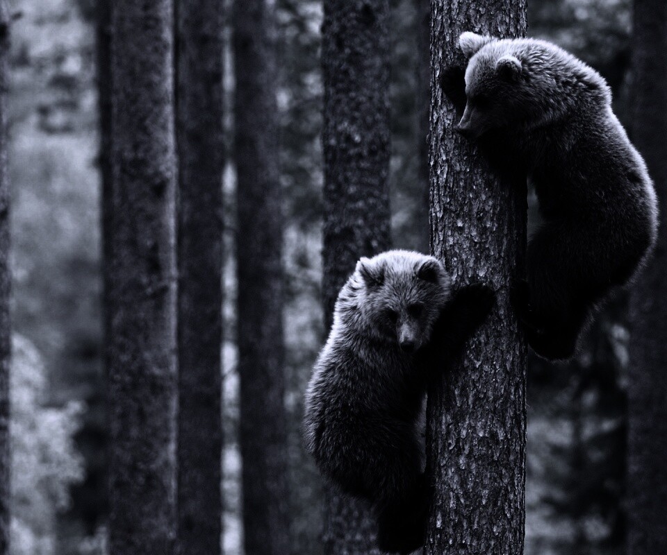 Медвежата обои