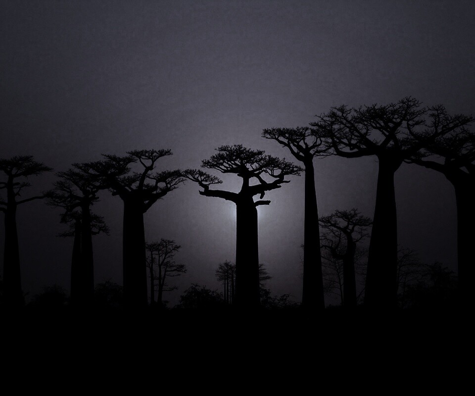 Баобабы на закате обои