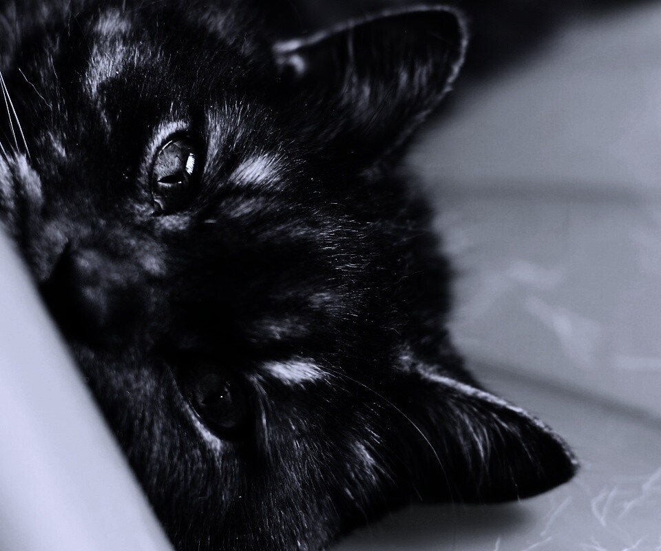 Глаза и уши обои