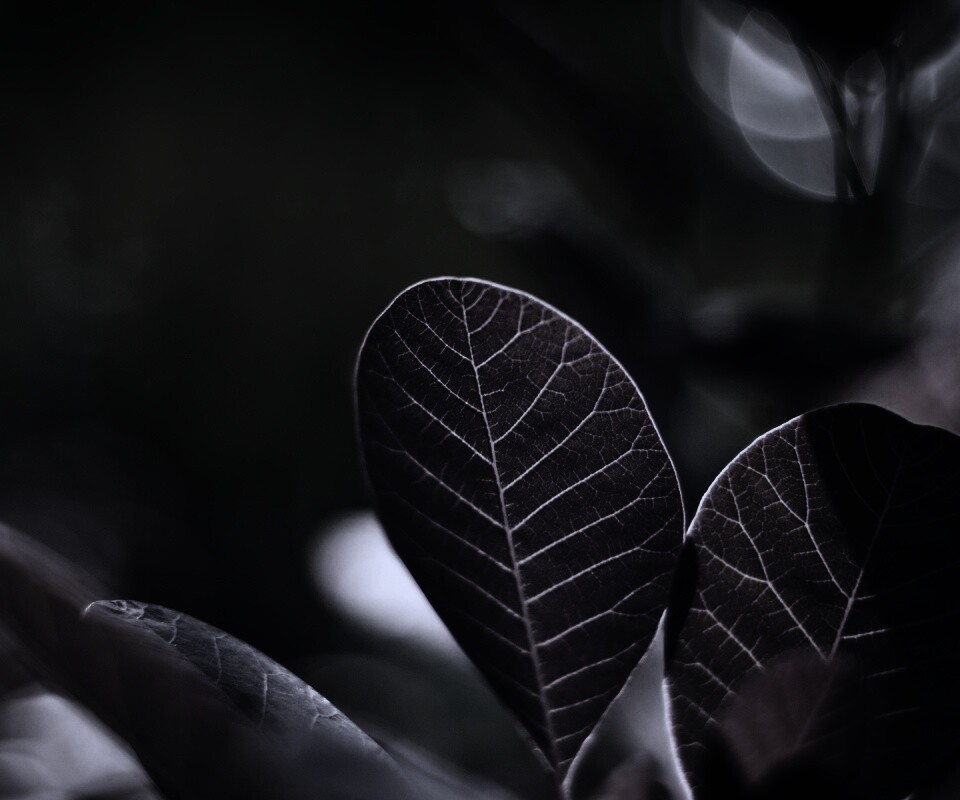 Красные листья обои