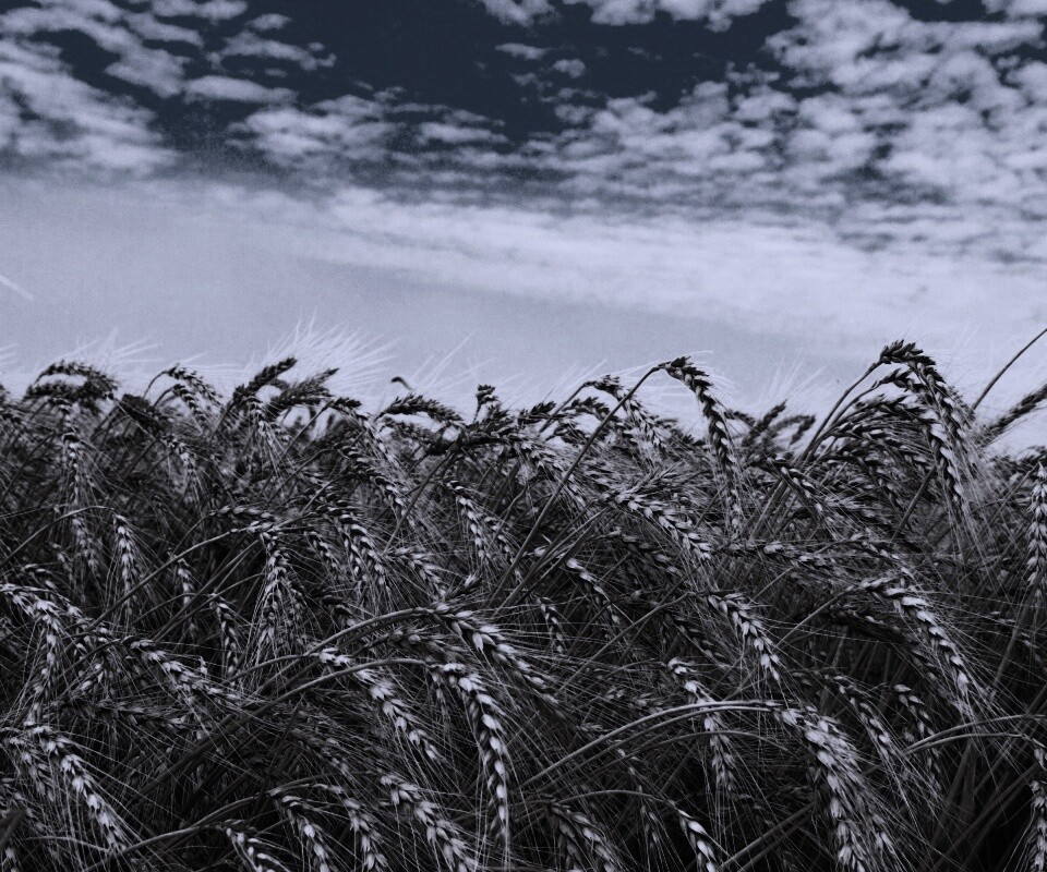 Колосья в поле обои