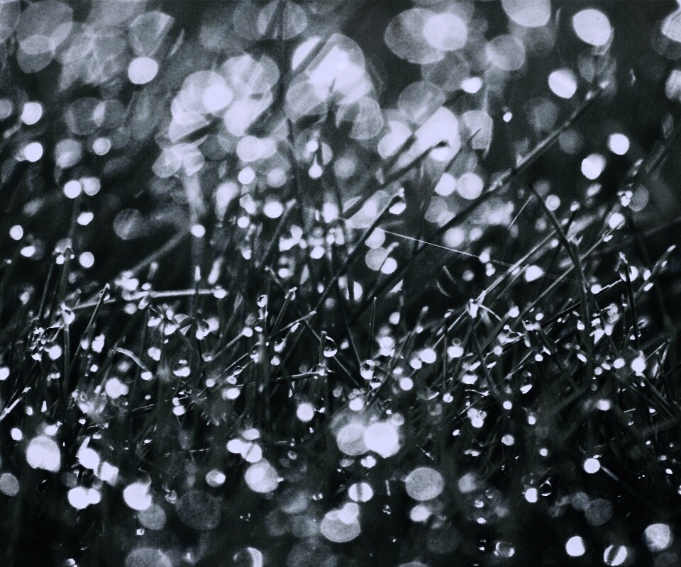 Трава в росе обои