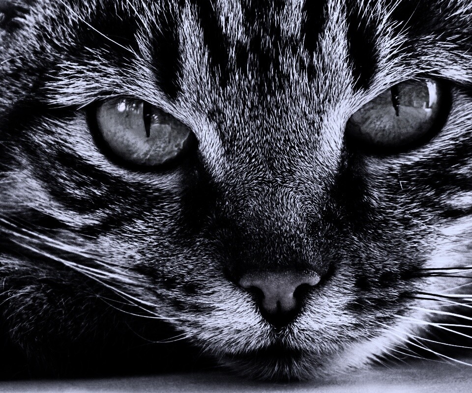 Пристальный кошачий взгляд обои