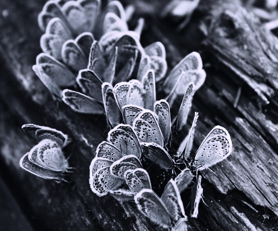 Голубые бабочки обои