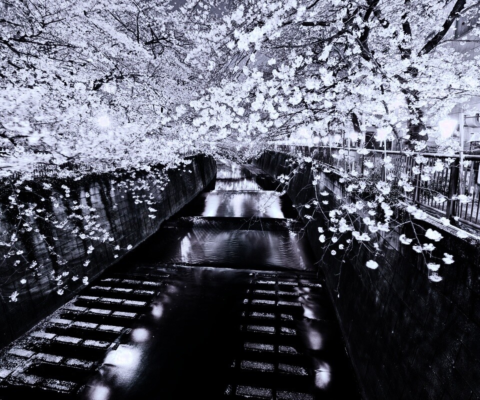 Река и цветение сакуры обои