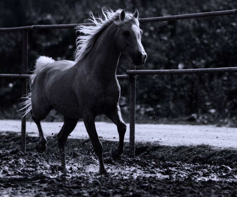 Молодая лошадь в загоне обои