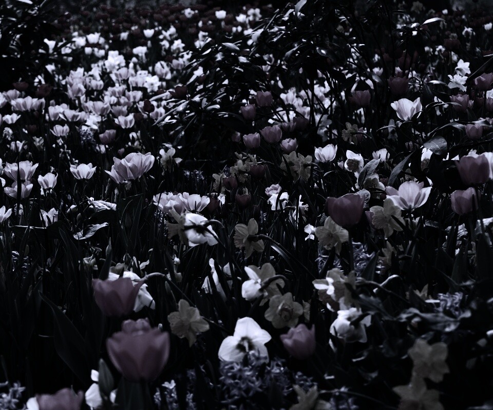 Поляна со множеством цветов обои