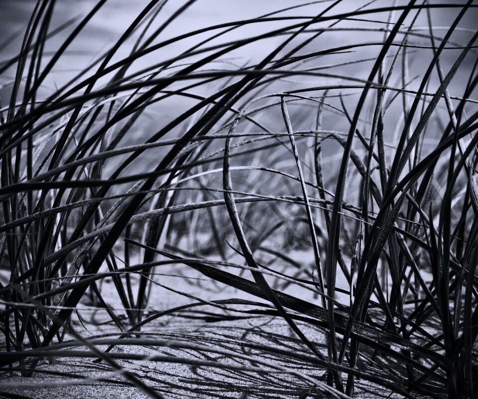 Трава на песке обои