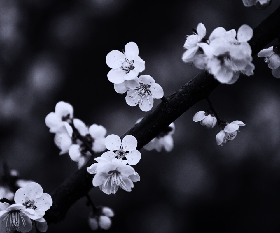 Ветка сакуры обои