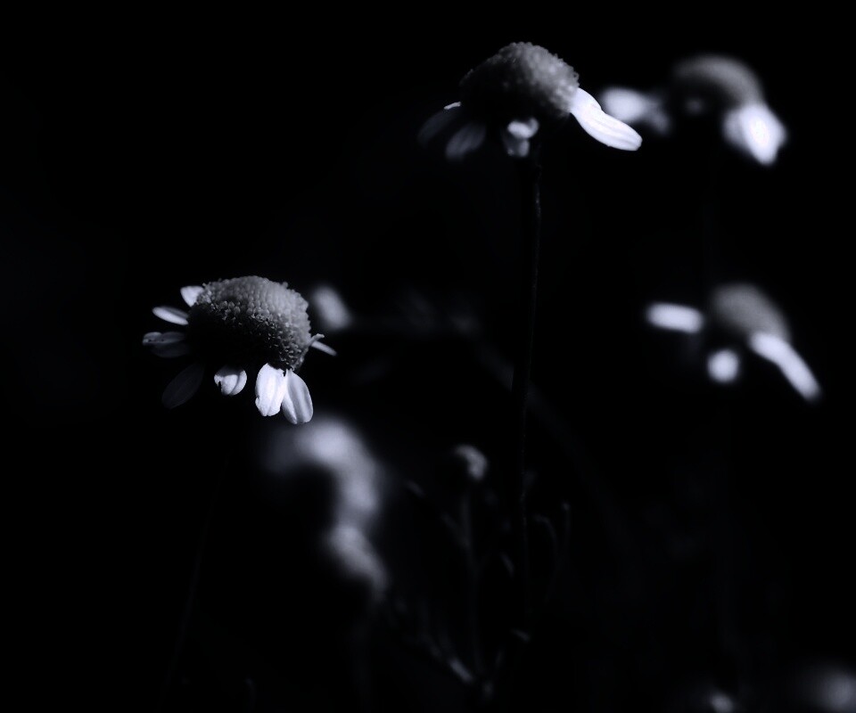 Стремный лепестун обои