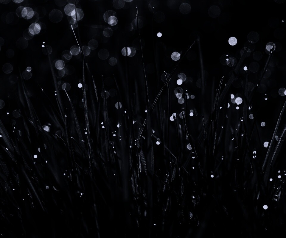 Трава ночью обои