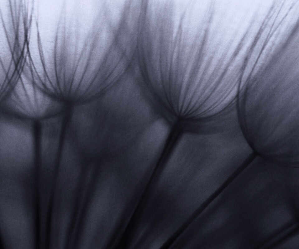 Рисунок одуванчика обои