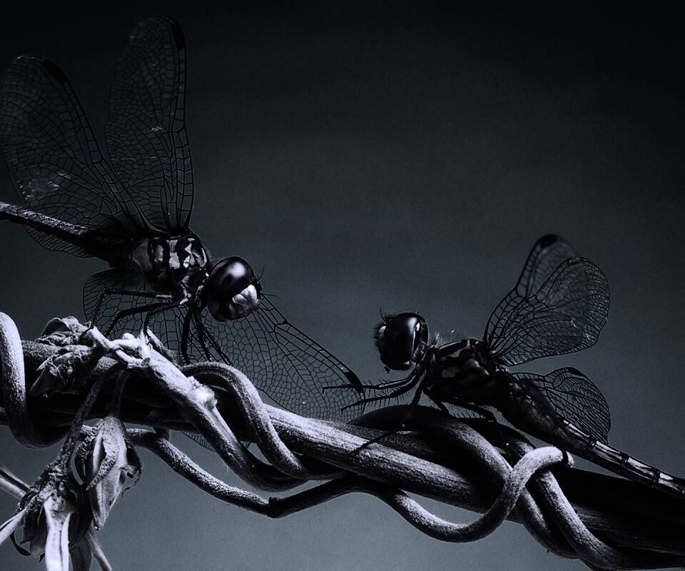 Две стрекозы обои