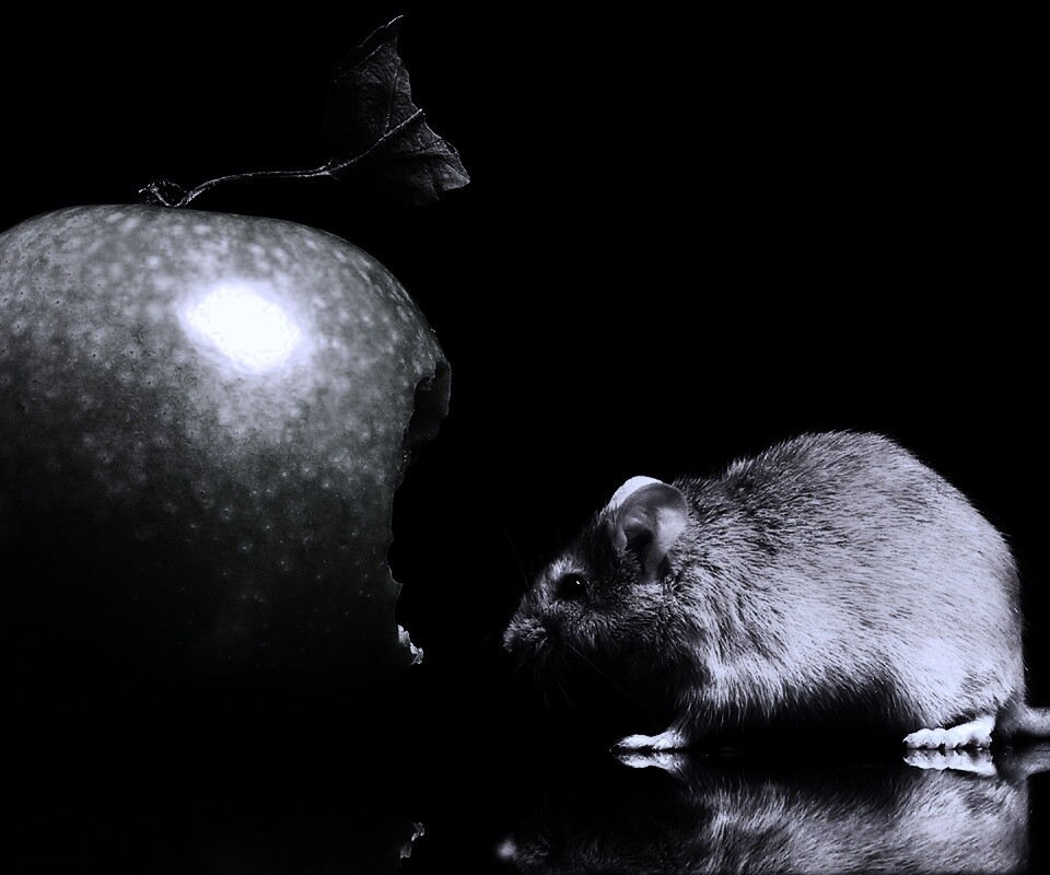 Мышь надкусила яблоко обои