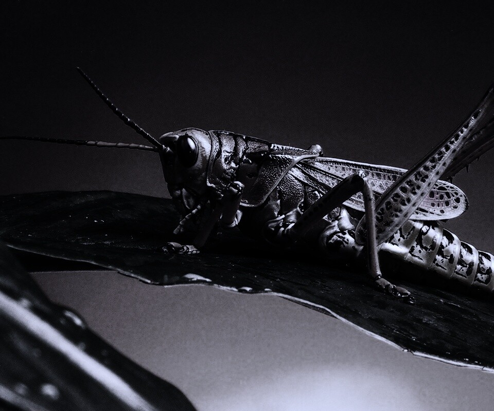 Сверчек на листе обои