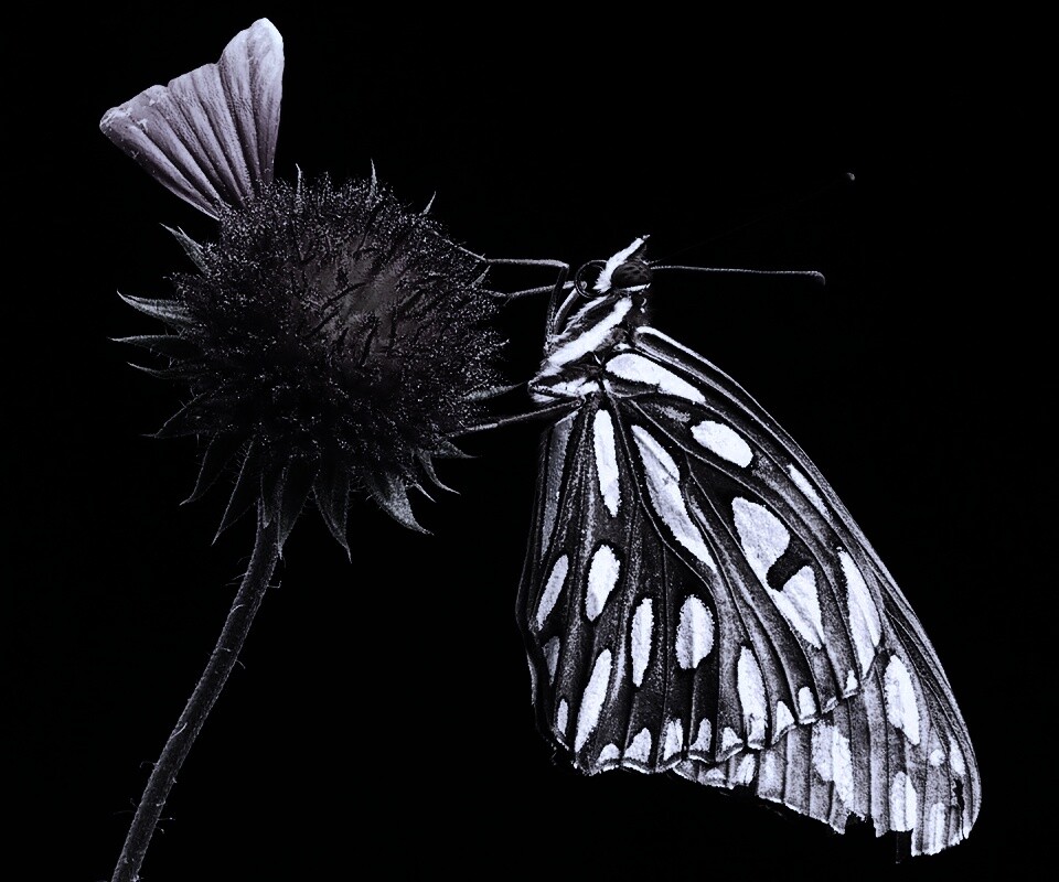 Бабочка на цветке обои