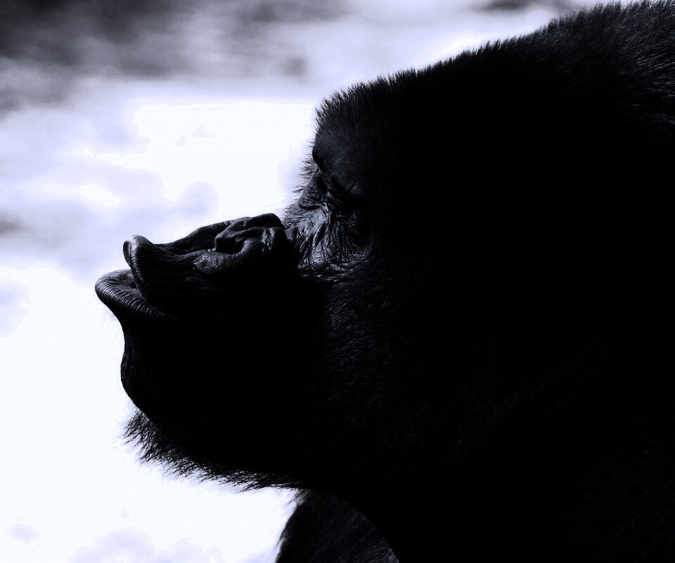 Горилла корчит рожи обои