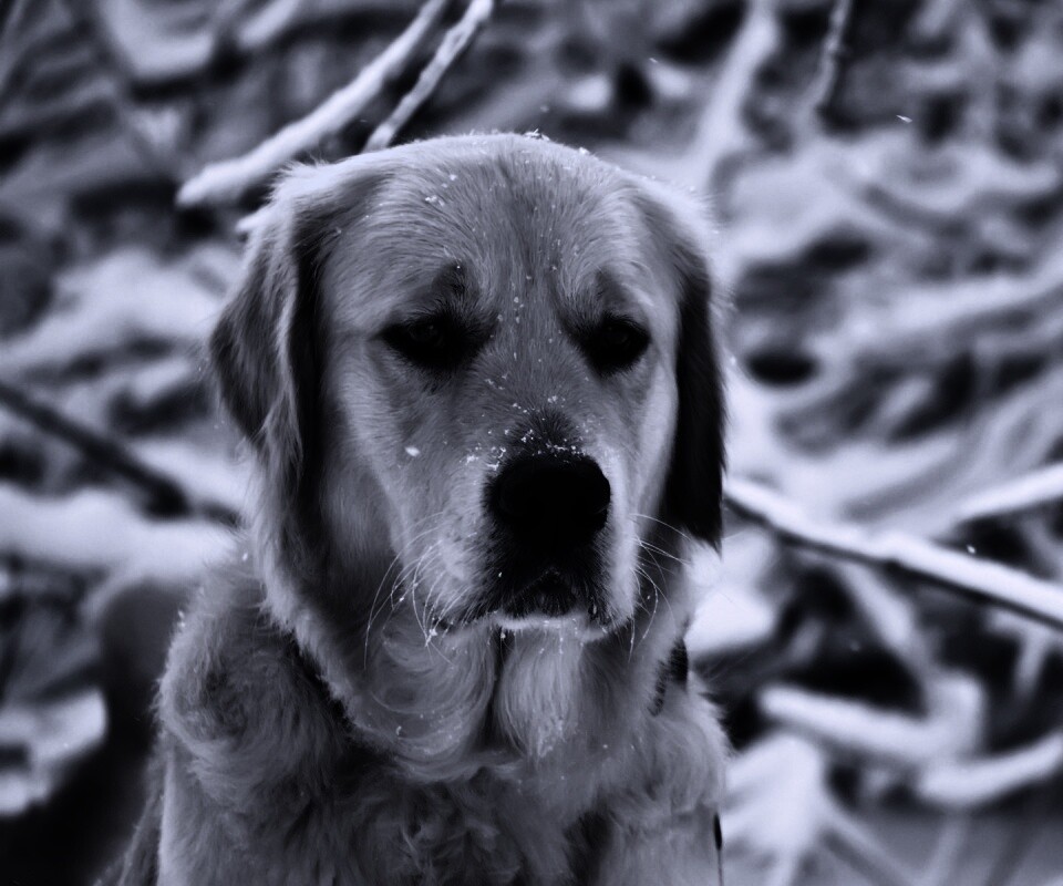 Собака зимой обои