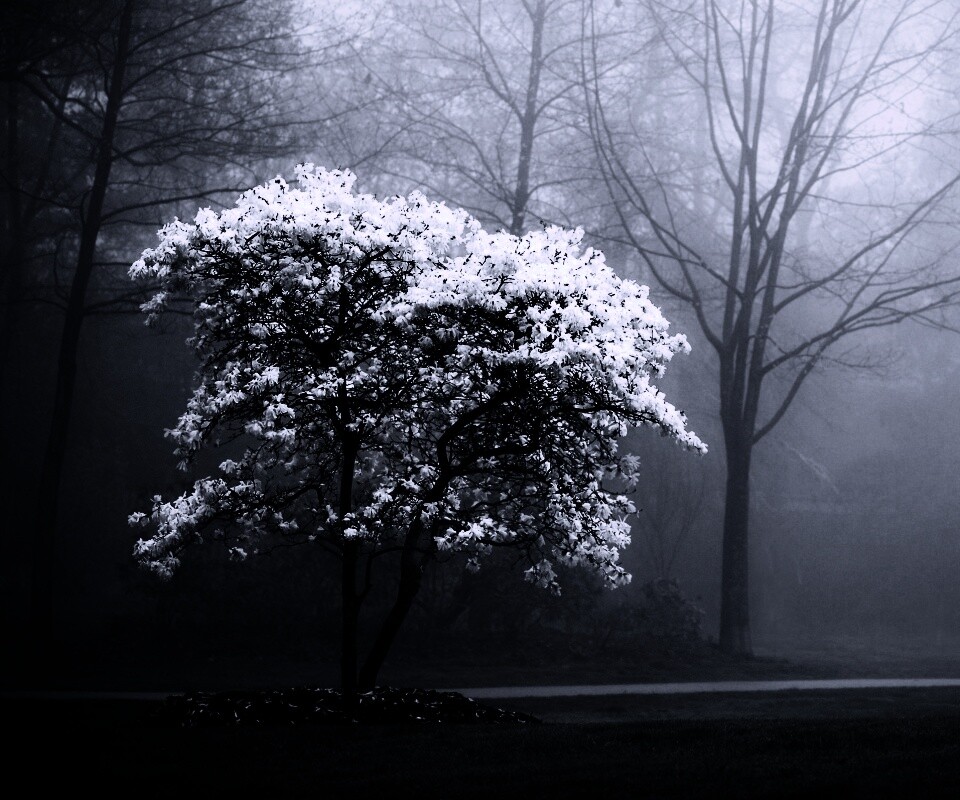 Цветущее дерево обои