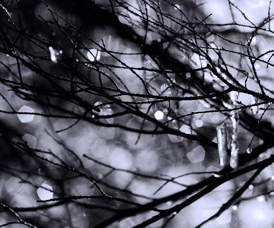 Мокрые ветви дерева обои