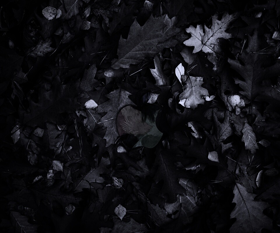 Яблоко в листьях обои