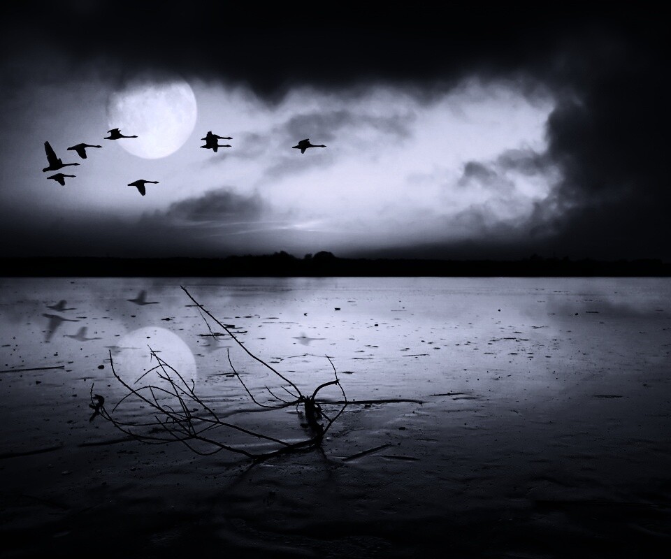 Полет птиц над озером обои